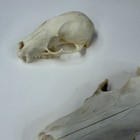 Lot Of 3 Real Damaged Coyote Raccoon Skull Tops Taxidermy Cleaned Witchy  2238