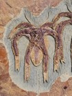 Rare Fossil 2 Furca Mauretanica From Ordovician Fezouata Morocco