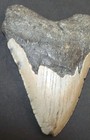 4 40    Megalodon Shark Tooth Fossil Real Serrated Large Authentic 