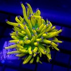 Malaysian Holy Grail Gold Torch Wysiwyg - Indigo Corals - Ic 3605