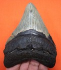 Megalodon Shark Tooth - Real Fossil Shark Teeth Meg - 4 08    - No Restorations