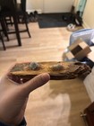 Double Shot Bullet In Wood Recovered From Chickamauga