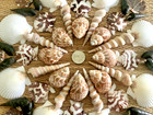 56 Piece Medley Of Beautiful Crafting Sea Shells 1-1 4  Up To 3 
