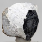 Vivianite In Clam Fossil Crystal Mineral Sea Life Specimen Crimea Ukraine Rare 