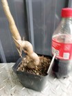 Baobab Grandidier Fully Rooted Potted Plants  15 To 20  Inches Or More Nice