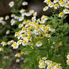 500  Feverfew Seeds - Medicinal Plant - Herb   Non-gmo  Heirloom Usa Seller