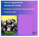 Dog Breeding Fertility - Reproduction In Dogs  100  Herbal Formula - Made In Usa