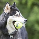 Kong - Squeakair Balls - Dog Toy Premium Squeak Tennis Balls  Gentle On Teethls