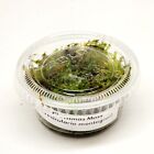 Christmas Moss 2oz Portion  Live Fish Tank Plants Aquarium Plant