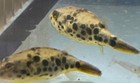 Live Tropical Fish spotted Congo Puffer Tetraodon Schoutedeni 2 5-2 75 Inch