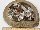 Goniatite Ammonite - Polished Invertebrate Fossil In Plate - Morocco