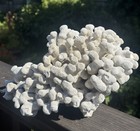 Large Vintage Authentic Natural White Coral  Approximately 11    X 6 5    X 6   