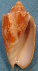 Cymbiola Aulica 91mm Davao philippines