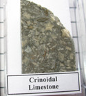 Jurassic Crinoid Limestone Fossil Slice Lower Lias Dorset Display Case 1 bid