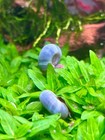 20  Ramshorn Snails Assorted Colors  pink Red Blue    Free Floating Plants