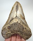Megalodon Shark Tooth Real Fossil - 4 37    Natural Shark Teeth - No Restorations