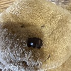 Ty Pluffies My Baby Bear Brown Plush 2004 Tylux 8  Love To Baby