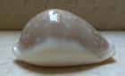 Cypraea Camelopardalis 65 Mm F    F     Stunning Shell Super Natural Glossy 