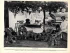 1930s Antique Ranelagh Club Dog Show Pekingese Spoiled Rotten Fun  6160e