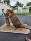 Taxadermy Beaver