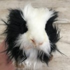 Handcrafted Hansa Creation Black   White Guinea Pig Plush Lovey 8    Euc
