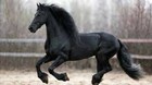 Racing Horse Force With Blue  Green  Red Or Black Cap Cen Racing