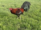 12  Hatch Gamefowl Hatching Fertilized Eggs