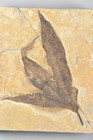 Sycamore  Macgintea Wyomingensis   Leaf Fossil  Bonanza  Utah