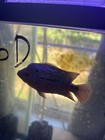 F3 Duel Tone Gold Base Flowerhorn Live Fish Usa Seller Exact Fish In Picture