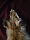 Tanned Red Fox Pelt Hide Taxidermy - Small Sized