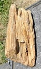 Freestanding   23 Lb-16    1 2 Round Fossil Wood 2 Knots grow Rings perfect Detail