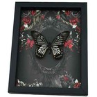 Black Gothic Skull Butterfly Chilasa Veiovis Verso Framed Taxidermy Display