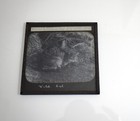 Glass Magic Lantern Slide A Wild Cat C1900 Photograph