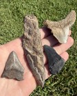 Fossil Megalodon Shark Tooth Lot Group Of Real Shark Teeth Fossils