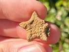 Fossil Starfish Crateraster Texensis Texas Cretaceous Pawpaw Formation Rare
