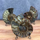 Top  Natural Ammonite Fossil Conch Crystal Specimen Healing stand 1pc 200g 