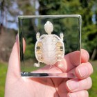 Turtle Skeleton In Resin  Animal Skeletons  Trachemys Scripta Elegans