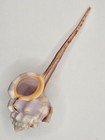 Muricidae Haustellum Longicaudum - 124 89 Mm - Gem - Special Color Superb Choice