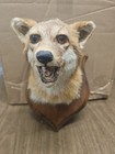 Vintage Snarling Fox Head Taxidermy Mounted On Wood From Maine Estate Fox Hunt