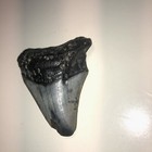2 4    Megalodon Shark Teeth Natural Fossil Tooth Prehistoric Kids Gift present 