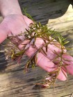 5  Rotala Rotundifolia Buy2get1free Aquarium Plants