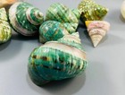 Lot Of 6 Turbo Jade Green Turban Shell Conch Natural Sea Shells