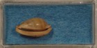 Cypraea Martini Superstes 17mm New Caledonia