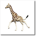 Ht_62975_1 Giraffe Running 1 Iron On Heat Transfer For White Material  8 By 8-in
