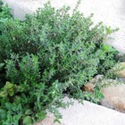 1000  Thyme Seeds - Heirloom   Non-gmo   Herb Seeds