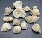 Paleozoic Era Fossil Lot 1 Lb Bulk Mixed Specimens Ancient Marine Fossils