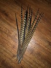 Wild Kansas Pheasant Tail Feathers  12 Pieces  19 - 24 Inches Shipped W  Care  