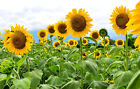 40 Heirloom Mammoth Grey Stripe Sunflower Seeds -towering 6 -12  Gigantic Blooms