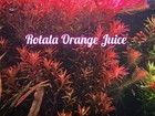 Buy 2 Get 1 Free Rotala Orange Juice - Live Aquatic Freshwater Plant - Stem Pack