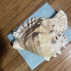 Giant Conch Shell